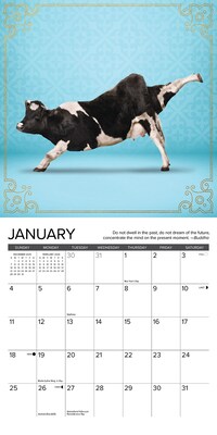 2026 Willow Creek Cow Yoga 7" x 7" Monthly Wall Calendar (53522)