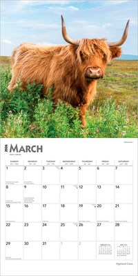 2026 BrownTrout Highland Cows 12" x 12" Monthly Wall Calendar (9798330703630)