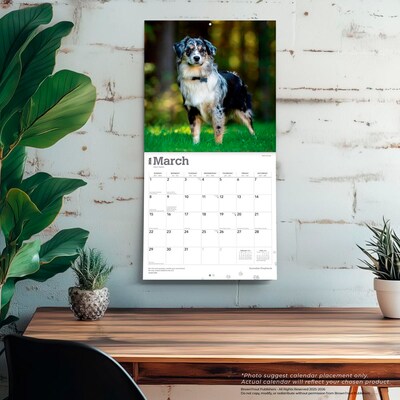 2026 BrownTrout Australian Shepherds 12" x 12" Monthly Wall Calendar (9798330702220)
