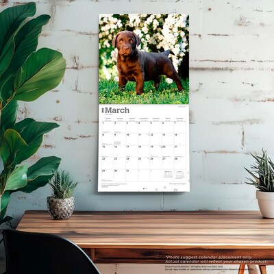 2026 BrownTrout Chocolate Labrador Retriever Puppies 12" x 12" Monthly Wall Calendar (9798330704200)