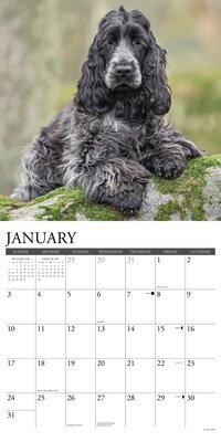 2027 Willow Creek Cocker Spaniels 12" x 12" Monthly Wall Calendar, Assorted Colors (59791)
