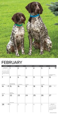 2027 Willow Creek German Shorthaired Pointers 12" x 12" Monthly Wall Calendar (60384)