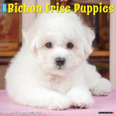 2027 Willow Creek Bichon Frise Puppies 12 x 12 Monthly Wall Calendar, Assorted Colors (59180)