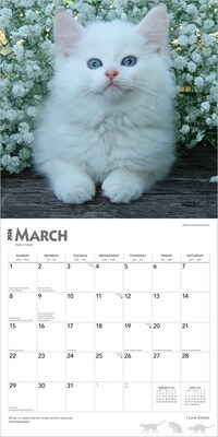 2026 BrownTrout I Love Kittens 12" x 12" Monthly Wall Calendar (9798330704149)