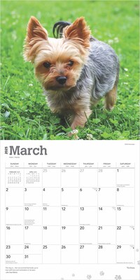 2025 BrownTrout Yorkshire Terriers 12" x 12" Monthly Wall Calendar (9781975478001)