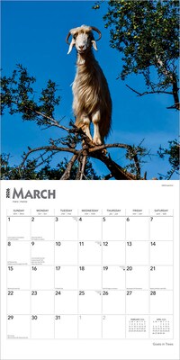 2026 BrownTrout Goats in Trees 12" x 12" Monthly Wall Calendar (9798330703449)