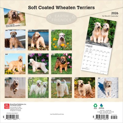 2026 BrownTrout Soft Coated Wheaten Terriers 12 x 12 Monthly Wall Calendar (9798330706310)