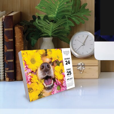 2027 Willow Creek What Dogs Teach Us 5.4" x 6.2" Day-to-Day Calendar (63835)