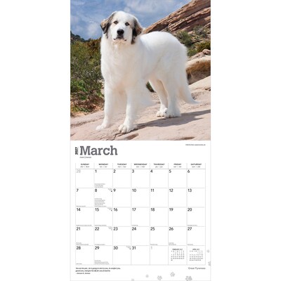 2027 BrownTrout Great Pyrenees 12" x 12" Monthly Wall Calendar (9798330712496)