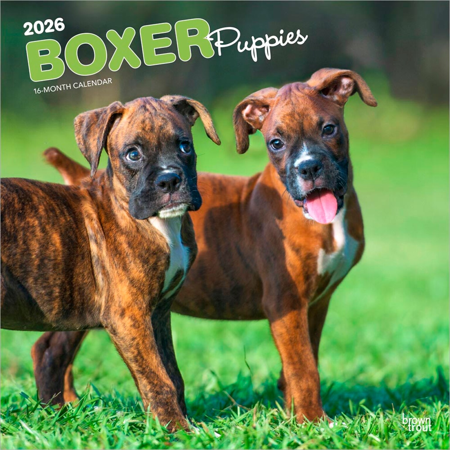 2026 BrownTrout Boxer Puppies 12 x 12 Monthly Wall Calendar (9798330702626)
