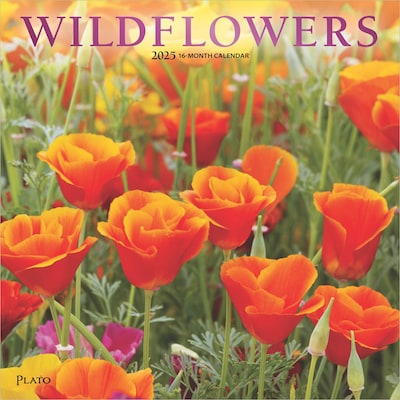 2025 Plato Wildflowers 12 x 12 Monthly Square Wall Calendar (9781975478797)