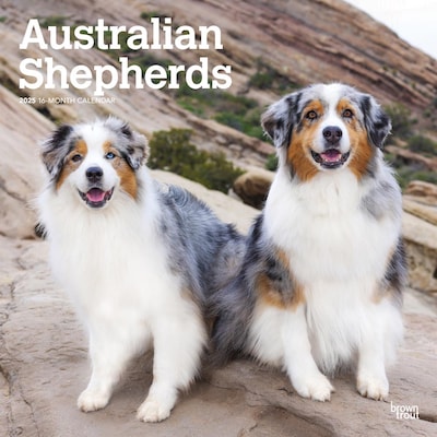 2025 BrownTrout Australian Shepherds 12 x 12 Monthly Wall Calendar (9781975476557)