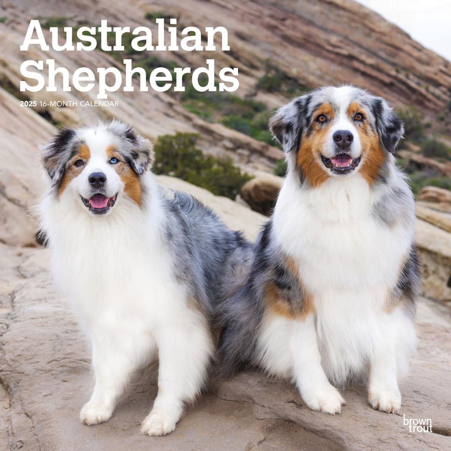 2025 BrownTrout Australian Shepherds 12 x 12 Monthly Wall Calendar (9781975476557)