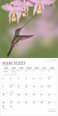 2025 Plato Hummingbirds 12" x 12" Monthly Wall Calendar (9781975479015)
