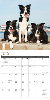 2025 Willow Creek Just Border Collies 12" x 12" Monthly Wall Calendar, Multicolor (41895)
