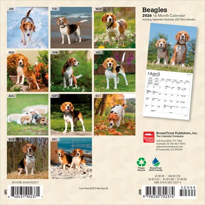 2026 BrownTrout Beagles 7 x 7 Monthly Wall Calendar (9798330702374)