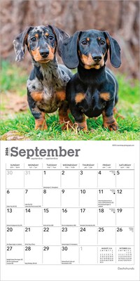 2026 BrownTrout Dachshunds 7" x 7" Monthly Wall Calendar (9798330703111)