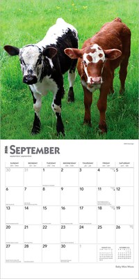 2026 BrownTrout Baby Moo Moos 12" x 12" Monthly Wall Calendar (9798330702282)