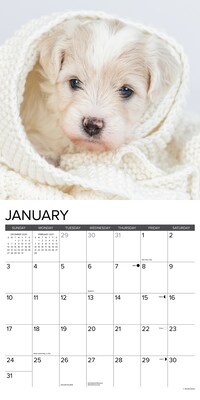 2027 Willow Creek Bichon Frise Puppies 12" x 12" Monthly Wall Calendar, Assorted Colors (59180)