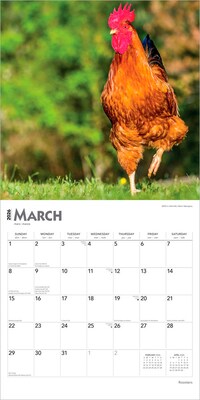 2026 BrownTrout Roosters 12" x 12" Monthly Wall Calendar (9798330705375)