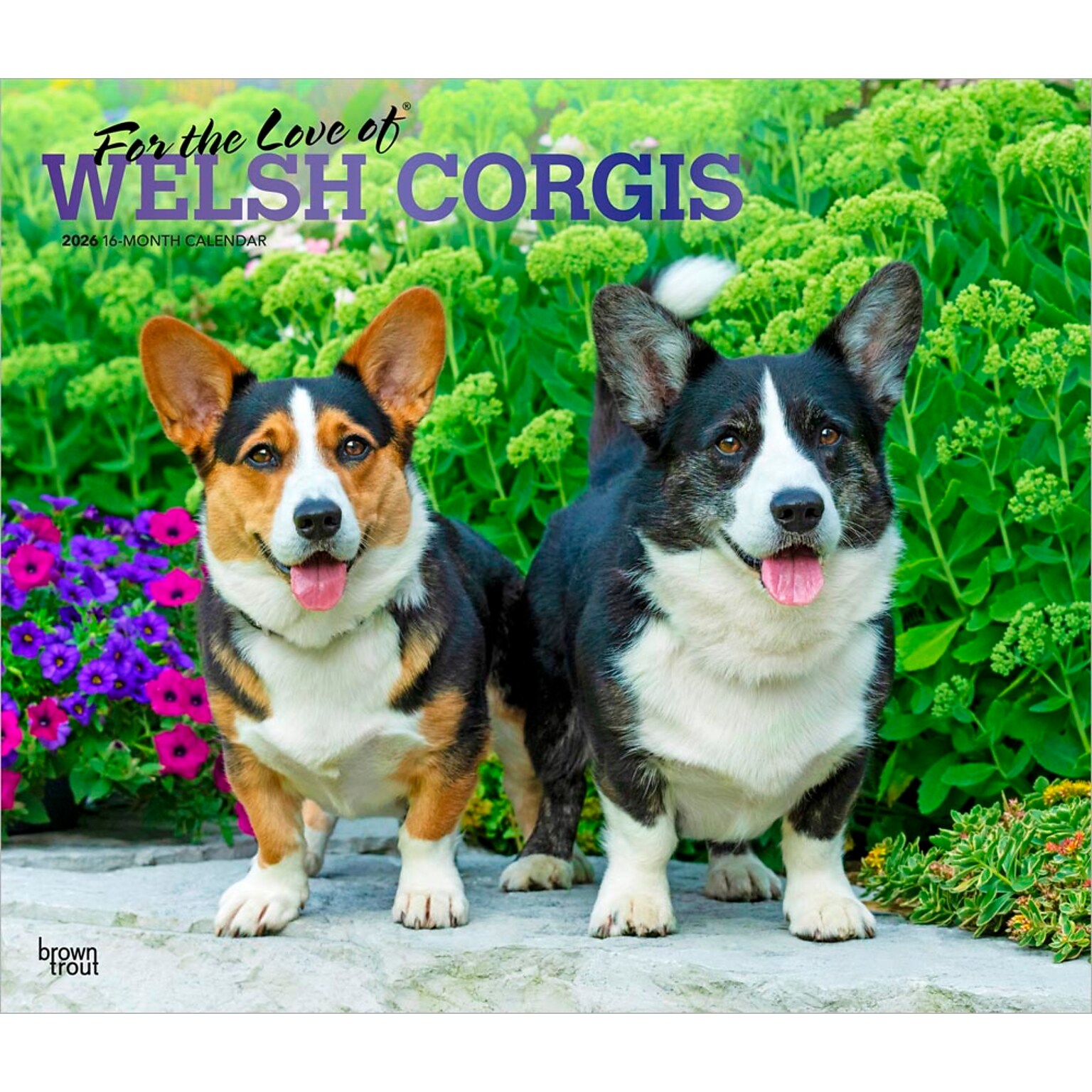 2026 BrownTrout For the Love of Welsh Corgis 14 x 12 Monthly Wall Calendar (9798330707195)