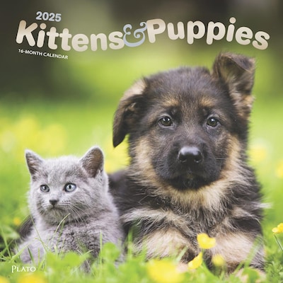 2025 Plato Kittens & Puppies 12 x 12 Monthly Wall Calendar (9781975478964)