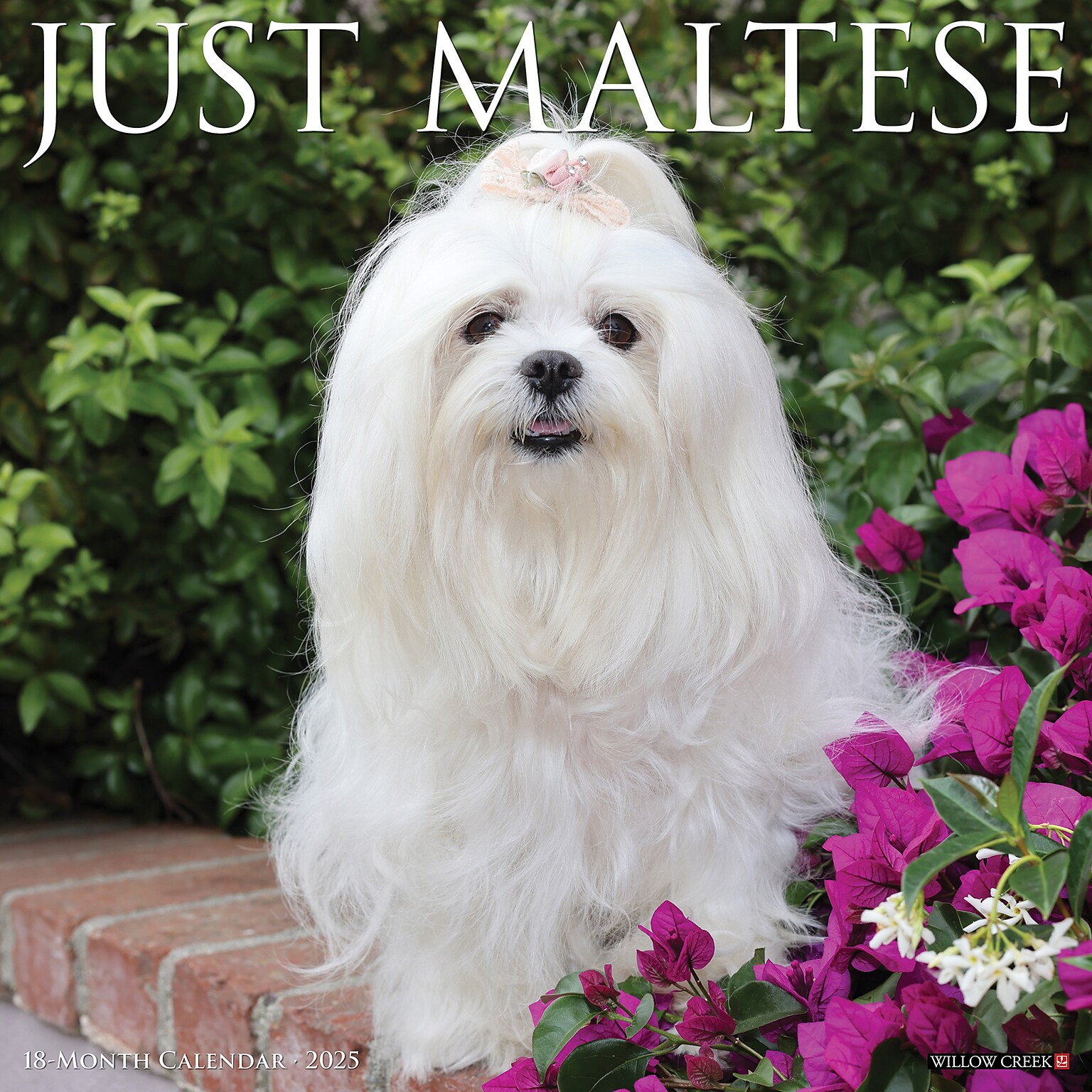 2025 Willow Creek Just Maltese 12 x 12 Monthly Wall Calendar (43844)
