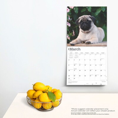 2025 BrownTrout Pug Puppies 12" x 12" Monthly Wall Calendar (9781975477561)