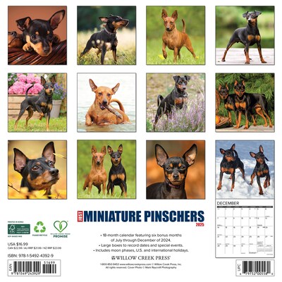 2025 Willow Creek Just Miniature Pinschers 12 x 12 Monthly Wall Calendar (43929)