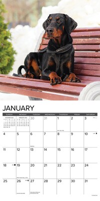 2026 Willow Creek Doberman Pinschers 12" x 12" Monthly Wall Calendar (55397)