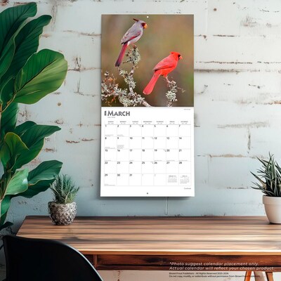 2026 BrownTrout Cardinals 12" x 12" Monthly Wall Calendar (9798330702749)