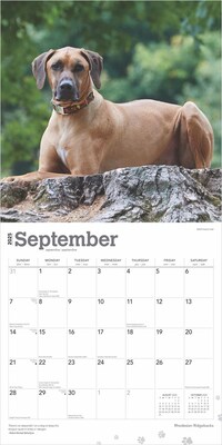 2025 BrownTrout Rhodesian Ridgebacks 12" x 24" Monthly Square Wall Calendar, (9781975477622)