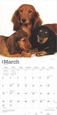 2025 BrownTrout Longhaired Dachshunds 12" x 24" Monthly Square Wall Calendar, (9781975478186)