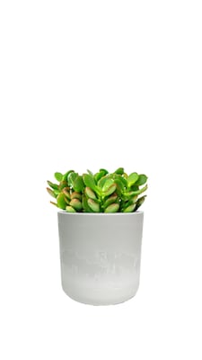 Desk Plants Money Tree in a Grey Large Wilson pot (MTLWG)