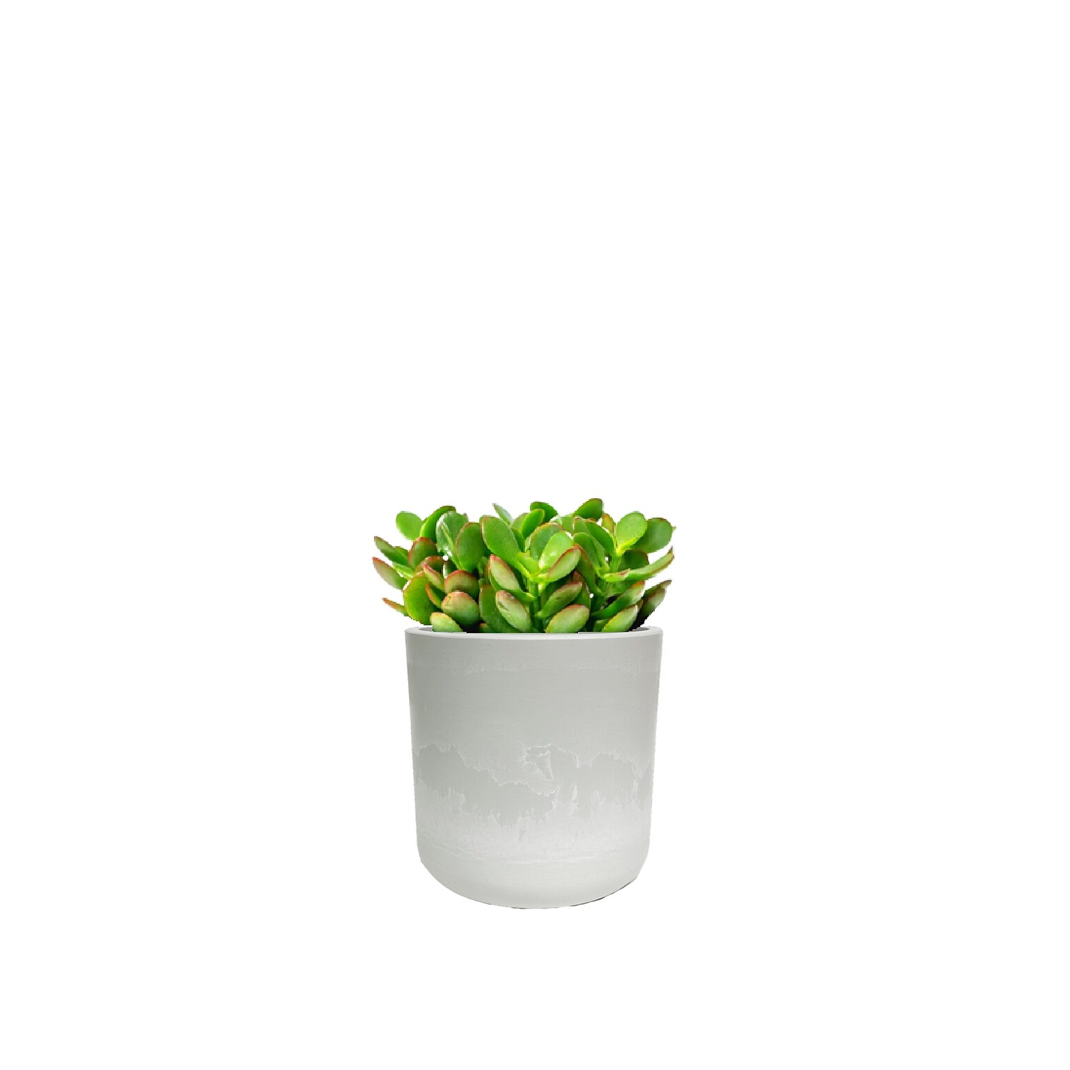 Desk Plants Money Tree in a Grey Large Wilson pot (MTLWG)