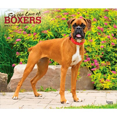 2027 BrownTrout For the Love of Boxers 14 x 12 Monthly Wall Calendar, Assorted Colors (9798330709236)