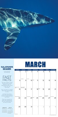 2026 Willow Creek Shark Year 12" x 12" Monthly Wall Calendar (52747)