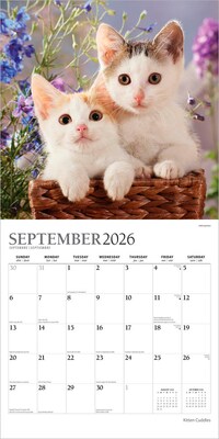 2026 Plato Kitten Cuddles 12" x 12" Monthly Wall Calendar (9798330706792)