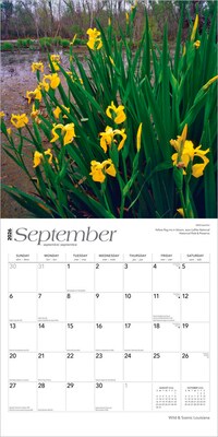 2026 BrownTrout Louisiana Wild & Scenic 12" x 12" Monthly Wall Calendar (9798330704408)