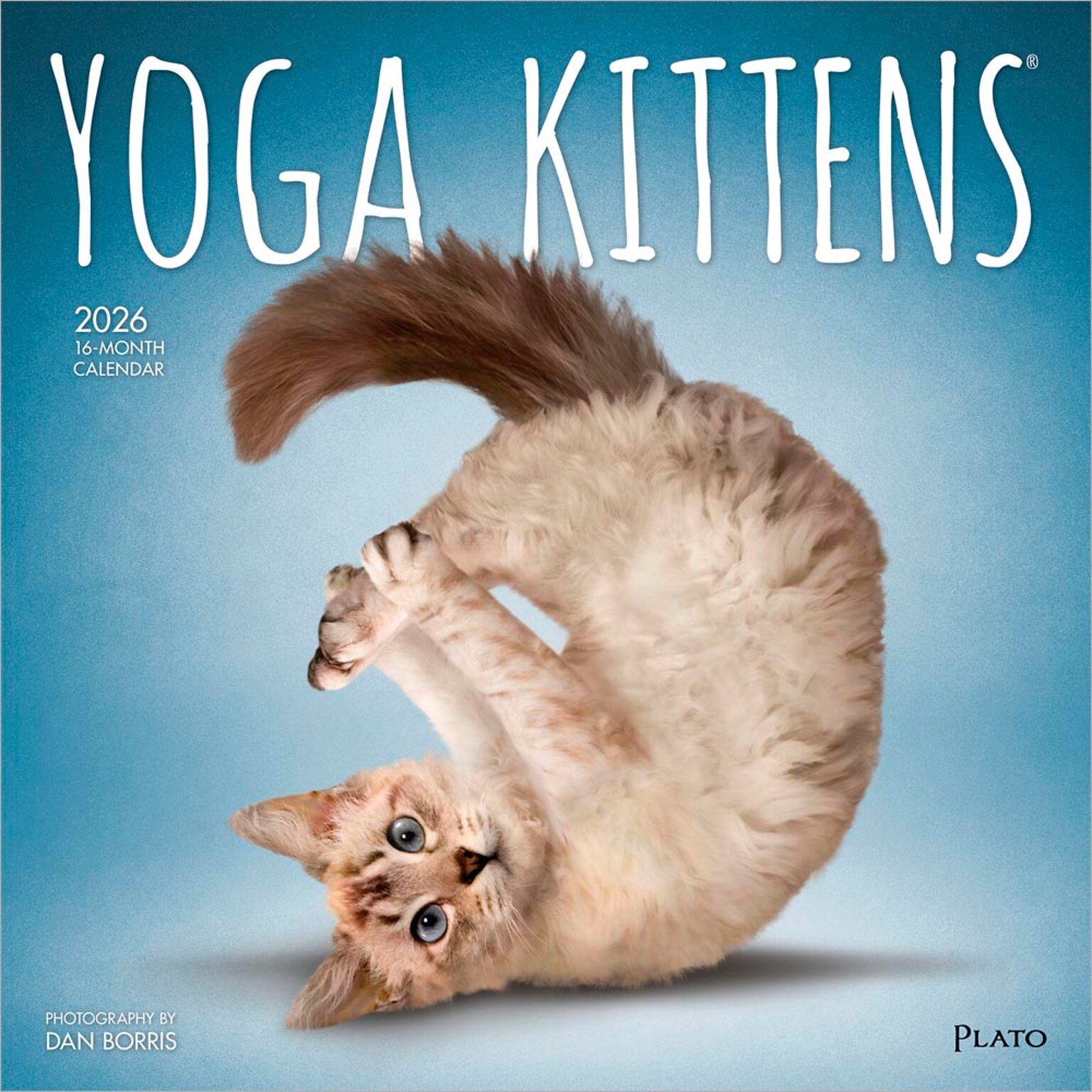 2026 Plato Yoga Kittens 12 x 12 Monthly Wall Calendar (9798330701964)