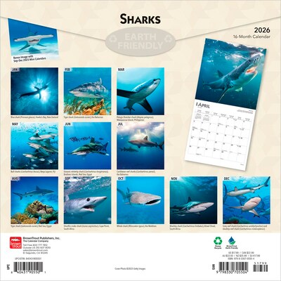 2026 BrownTrout Sharks 12 x 12 Monthly Wall Calendar (9798330705504)