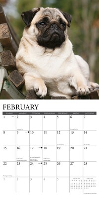 2026 Willow Creek Pugs 12" x 12" Monthly Wall Calendar (52501)