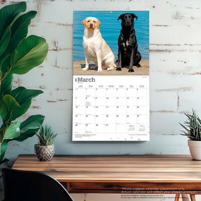 2027 BrownTrout For the Love of Labrador Retrievers 14" x 12" Monthly Wall Calendar, Assorted Colors (9798330714681)