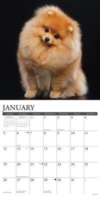 2025 Willow Creek Just Pomeranians 12" x 12" Monthly Wall Calendar (44506)