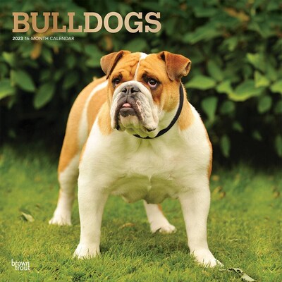 2023 BrownTrout Bulldogs 12 x 24 Monthly Wall Calendar, (9781975451356)