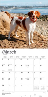 2026 BrownTrout Brittanys 12" x 12" Monthly Wall Calendar (9798330702640)
