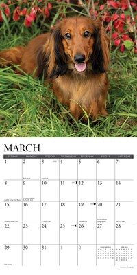 2026 Willow Creek Dachshunds 12" x 12" Monthly Wall Calendar (50941)