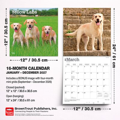 2027 BrownTrout Yellow Labrador Retrievers 12" x 12" Monthly Wall Calendar (9798330712571)