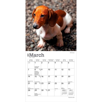 2027 BrownTrout Dachshunds 7" x 7" Monthly Wall Calendar, Assorted Colors (9798330709984)