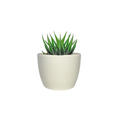 Desk Plants Zebra Haworthia in a Cream Mini Harlow pot (ZHMHC)